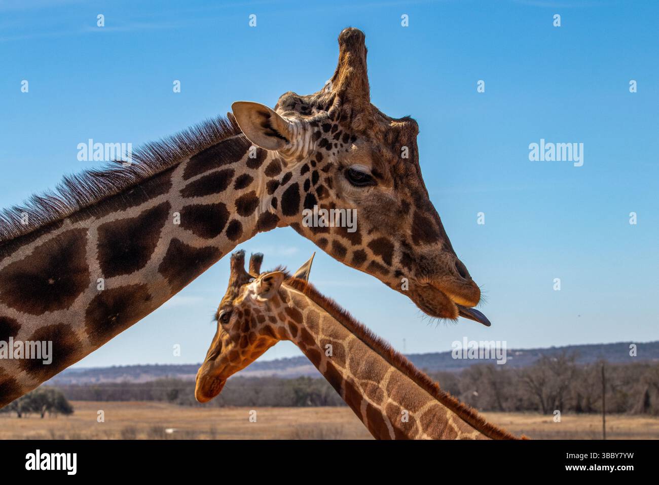 The Seasonal Aisle Irwin Personalised Mothers Day Card, Wooden Keepsake - View #8