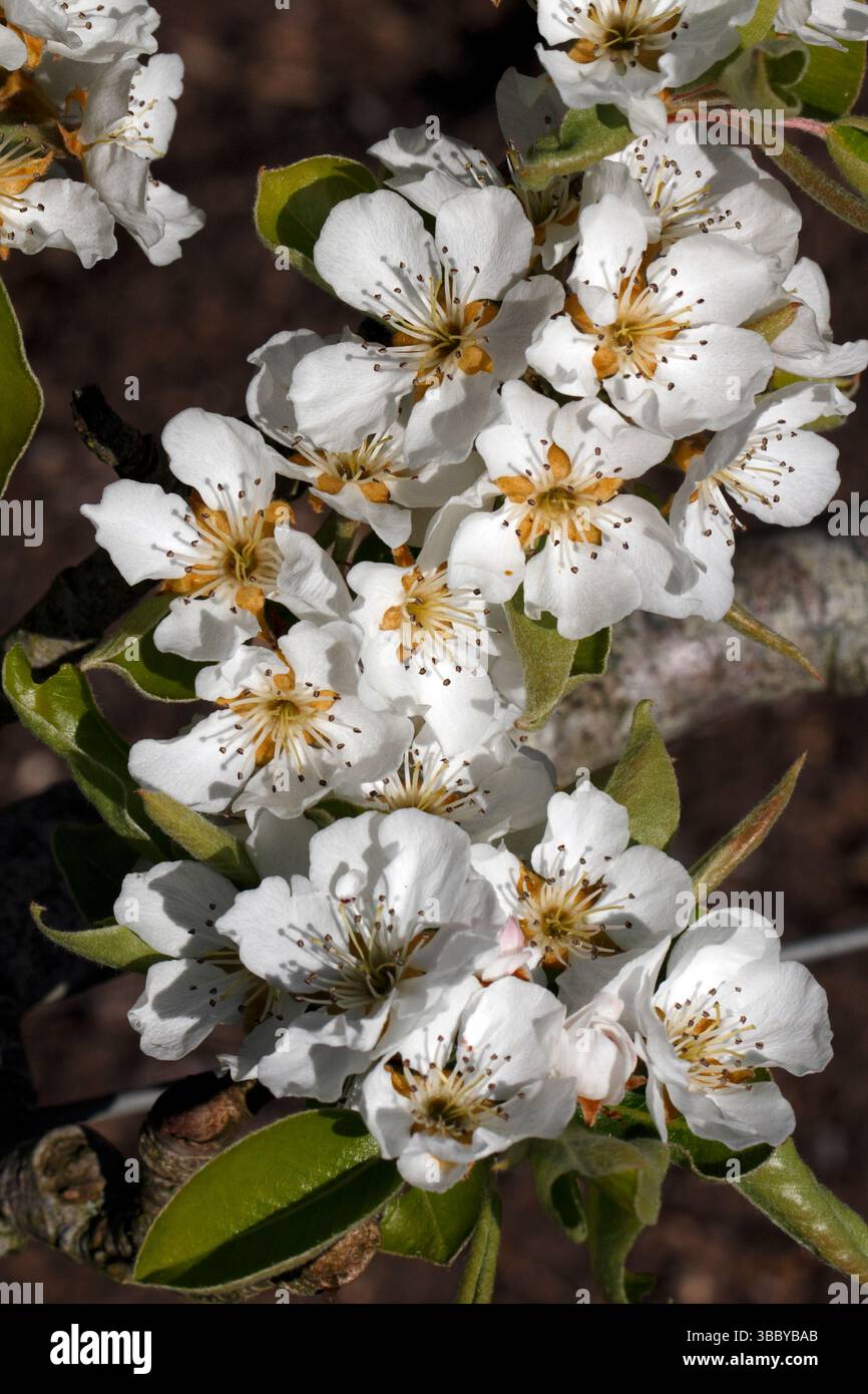 Pear 'maruerite marillat' flowers showing close-up of anthers and stamens. Stock Photo