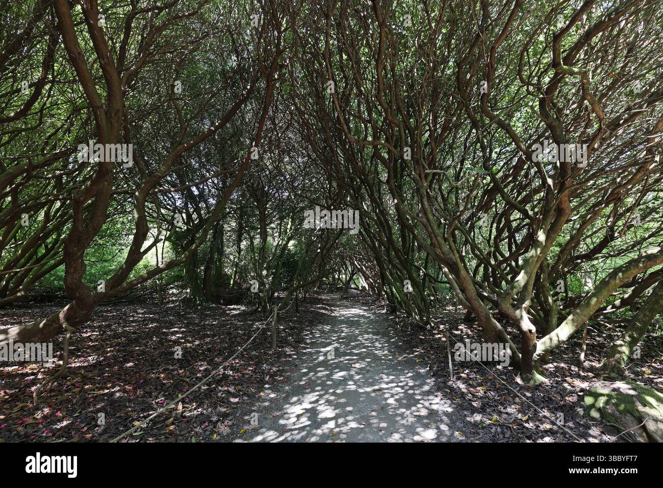 Tree canopy at The Lost Gardens of Heligan, Pentewan, St.Austell, Cornwall, England, United Kingdom. Stock Photo