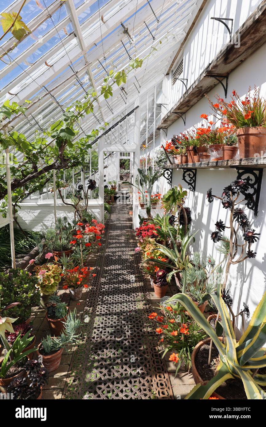 Glasshouse at The Lost Gardens of Heligan, Pentewan, St.Austell, Cornwall, England, United Kingdom. Stock Photo