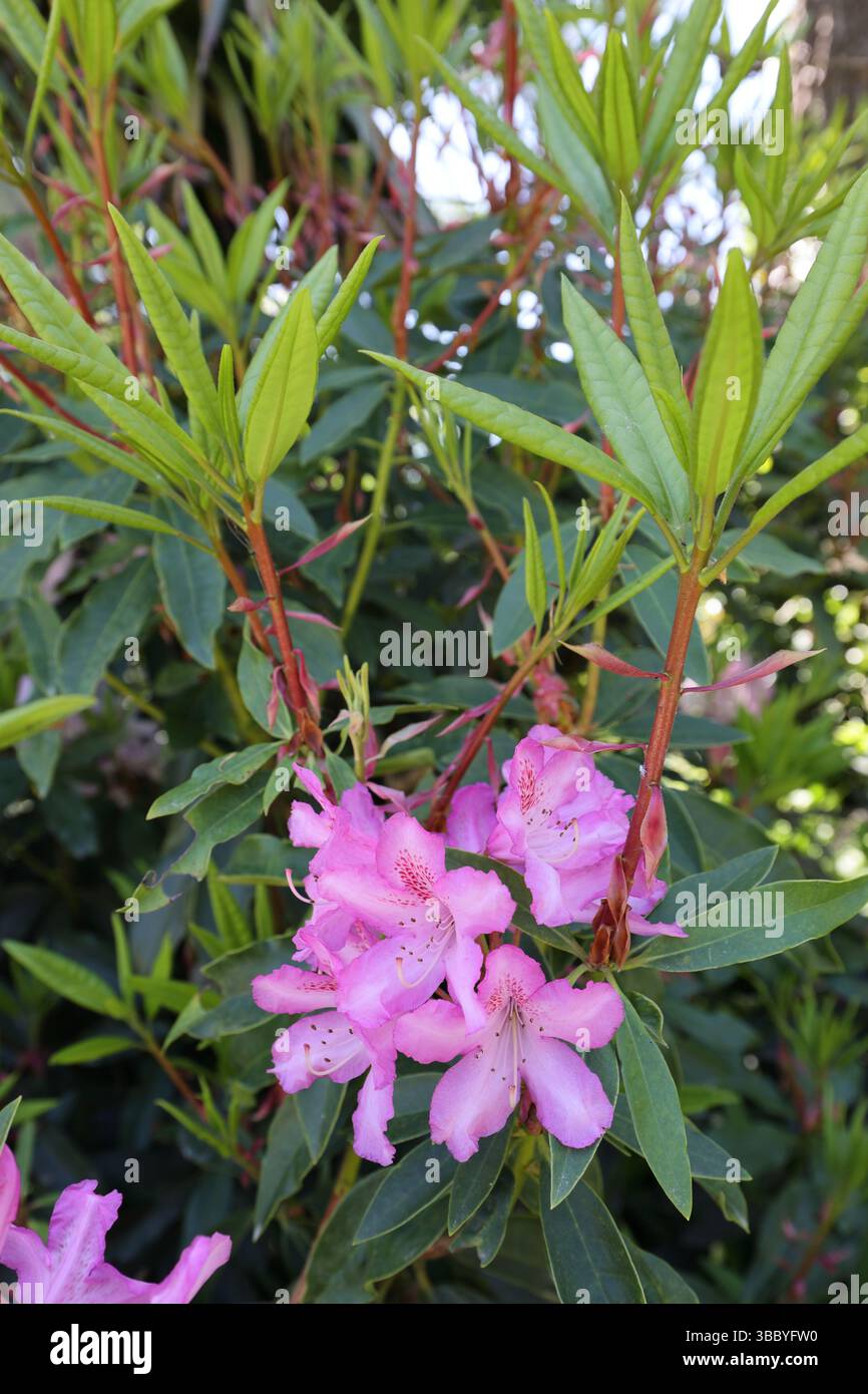 Rhododendron at The Lost Gardens of Heligan, Pentewan, St.Austell, Cornwall, England, United Kingdom. Stock Photo