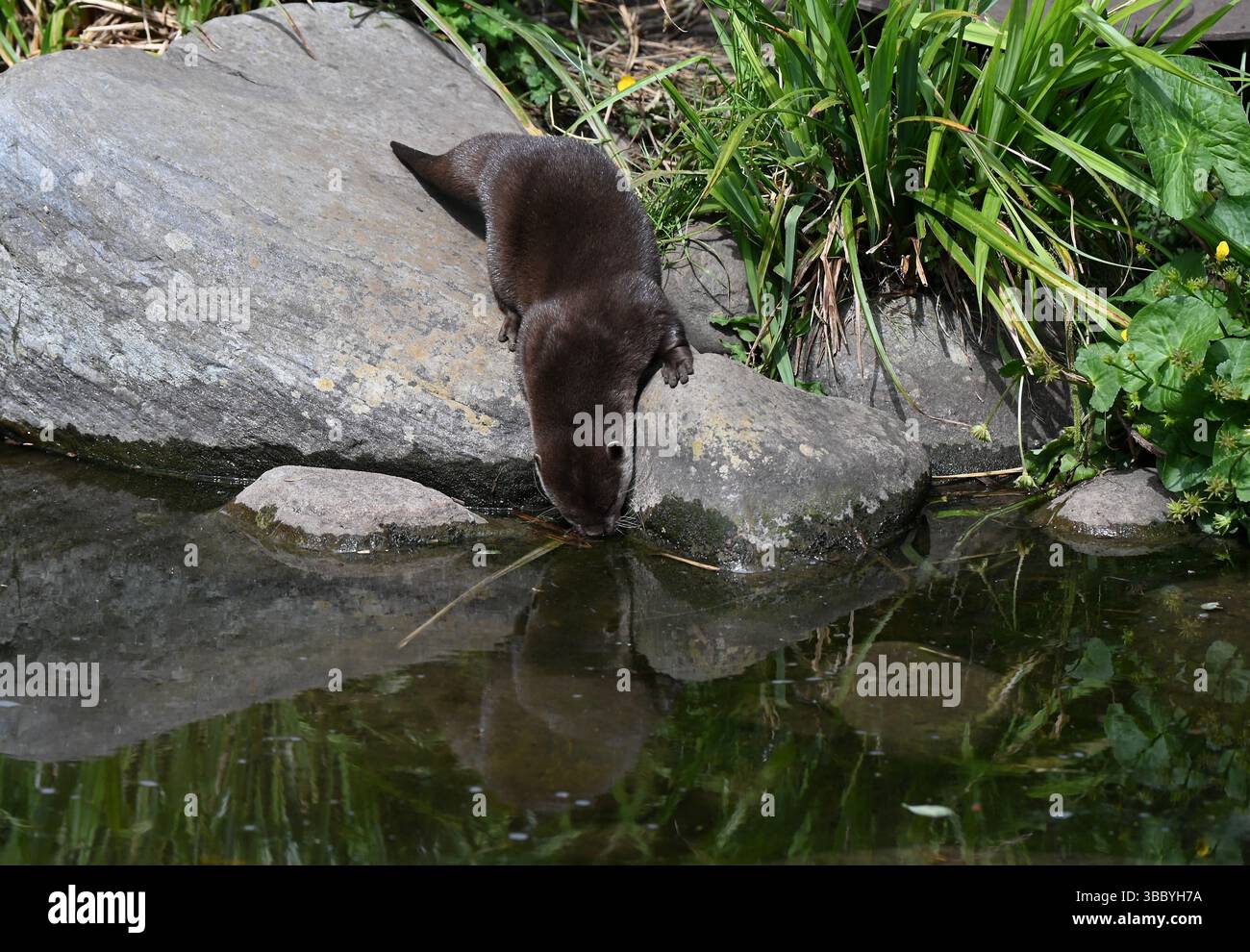 The 105 acre Wetland centre was built on 4 Victorian reservoirs . It's ...