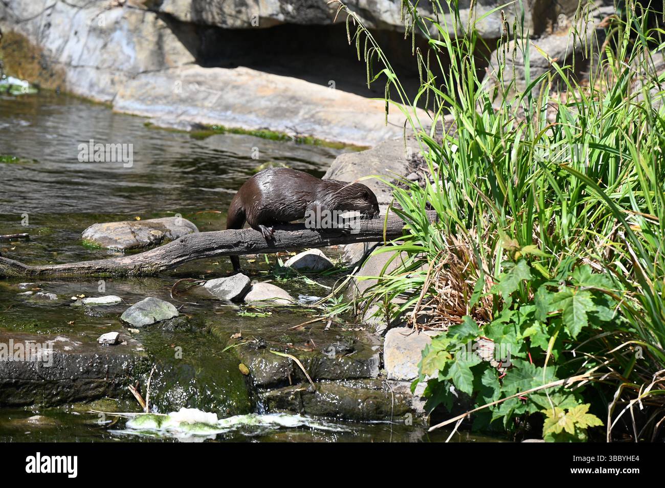 View of The 105 acre Wetland centre was built on 4 Victorian reservoirs . It's ...
