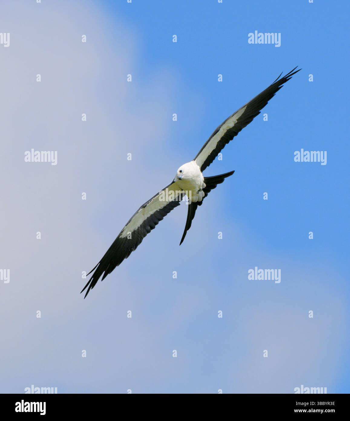 Swallow-tailed kite (Elanoides forficatus) flying against clouds and looking at the photographer, Houston area, Harris county, Texas, USA. Stock Photo