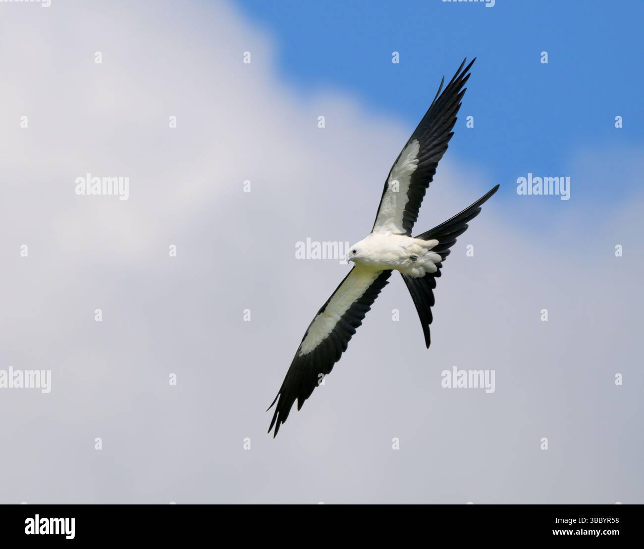 Swallow-tailed kite (Elanoides forficatus) flying against clouds, Houston area, Harris county, Texas, USA. Stock Photo