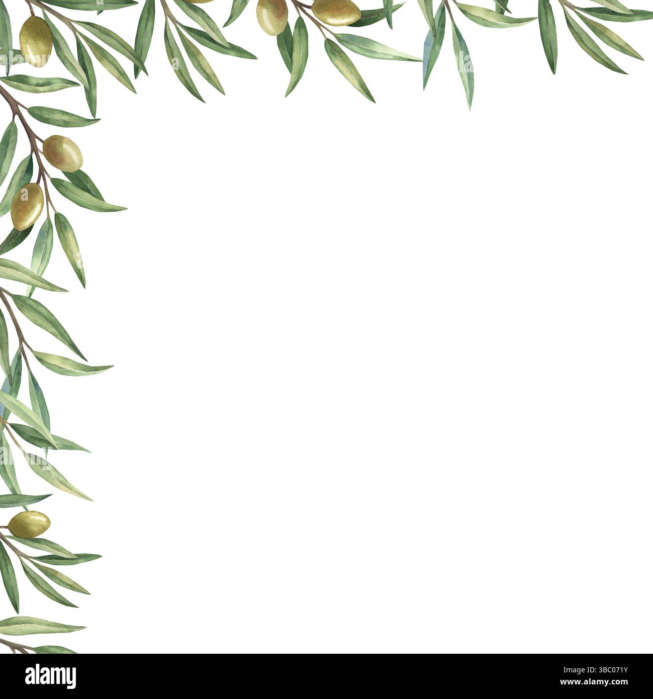 Frame with olive branches with fruits and green leaves. Hand drawn ...