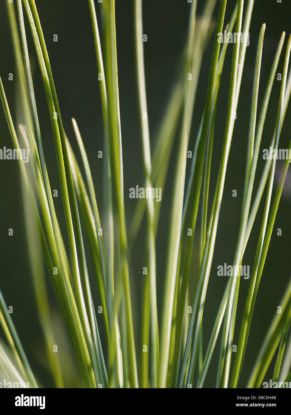 Chive sprouts (Green arrow onion) closeup Stock Photo