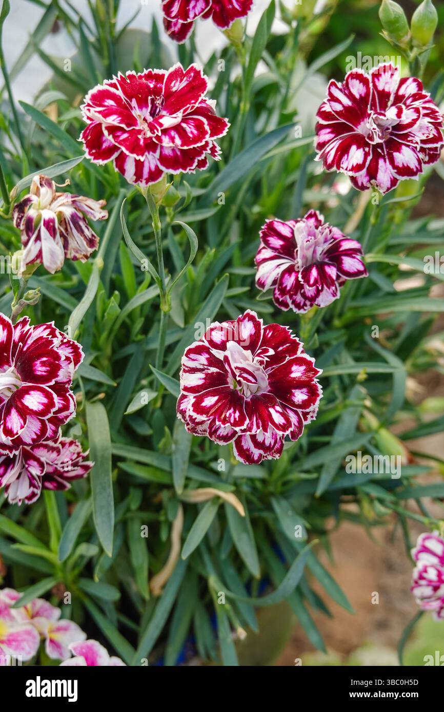 Carnation flowers blooming  dianthus caryophyllus California Stock Photo