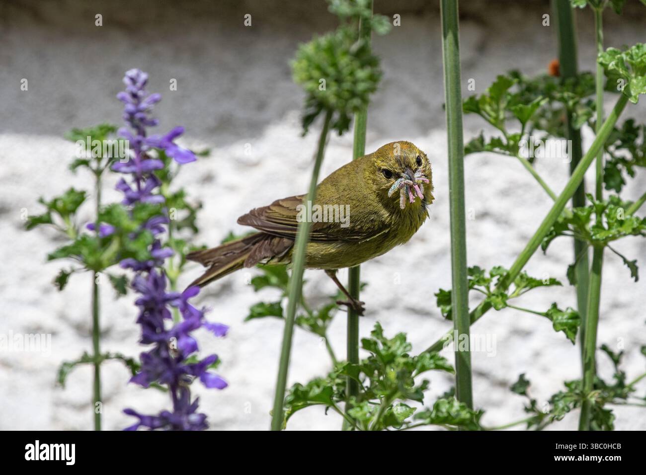 orange crowned warbler Leiothlypis celata with a beak full of worms ,bugs and insects for her baby chicks Stock Photo