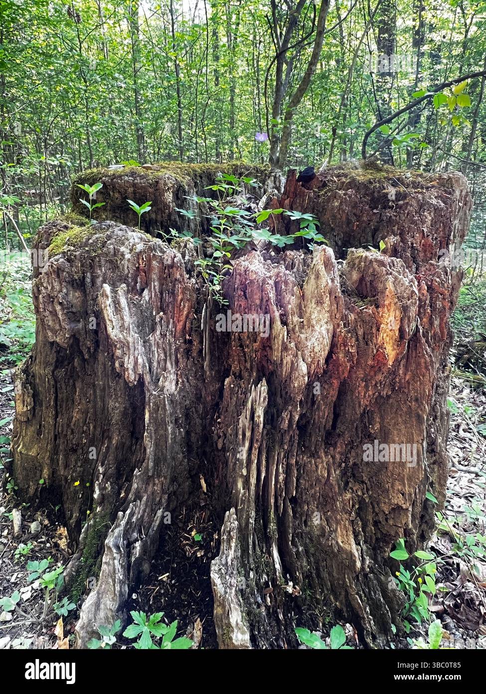 Tree Stump - Smartphone Captured Stock Image