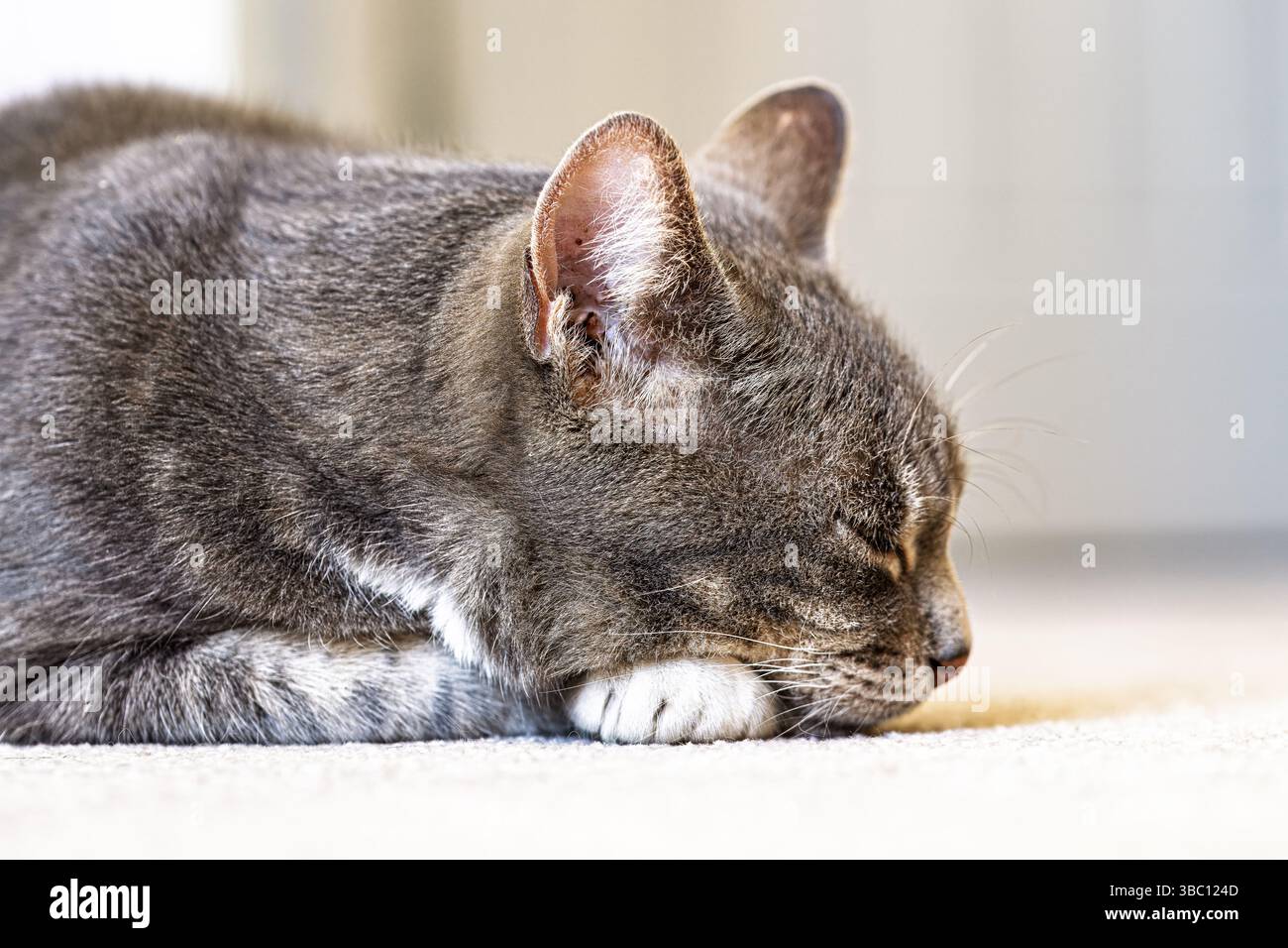 Grey Tabby Cat, Looking at camera and sleeping, May 2025 Stock Photo