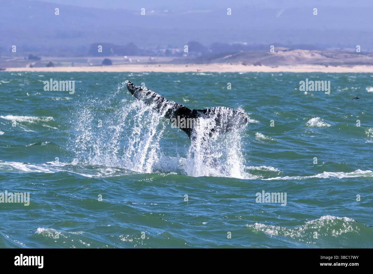 Tail of breaching humpback whale megaptera novaeangliae above water ...