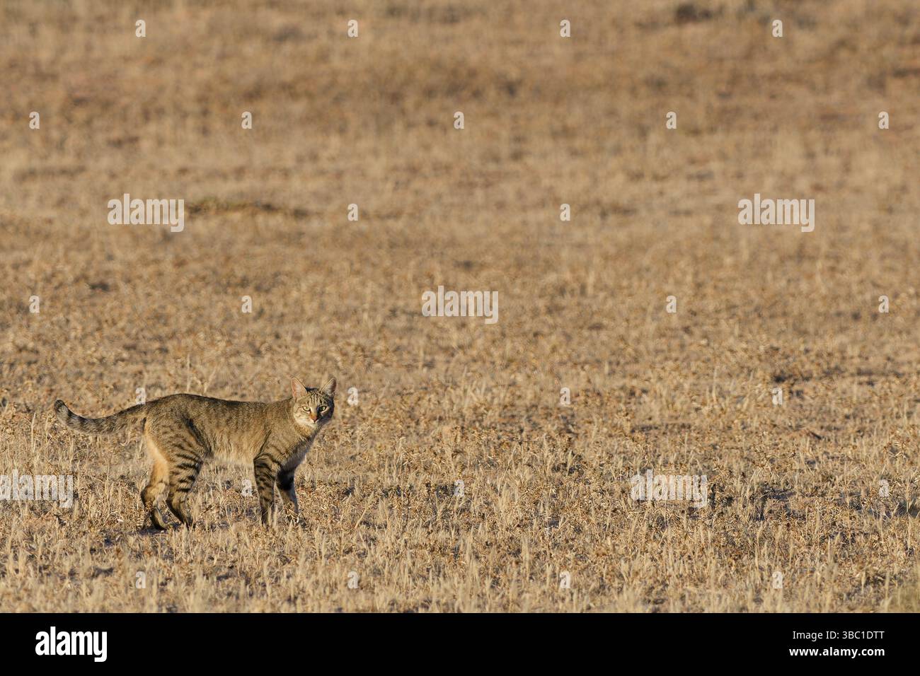 Southern African Wildcat Felis Silvestris Cafra Hi res Stock Southern African Wildcat Felis Silvestris Cafra Hi res Stock