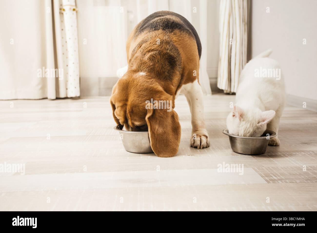 The cat and beagle are eating together from the bowls Stock Photo - Alamy