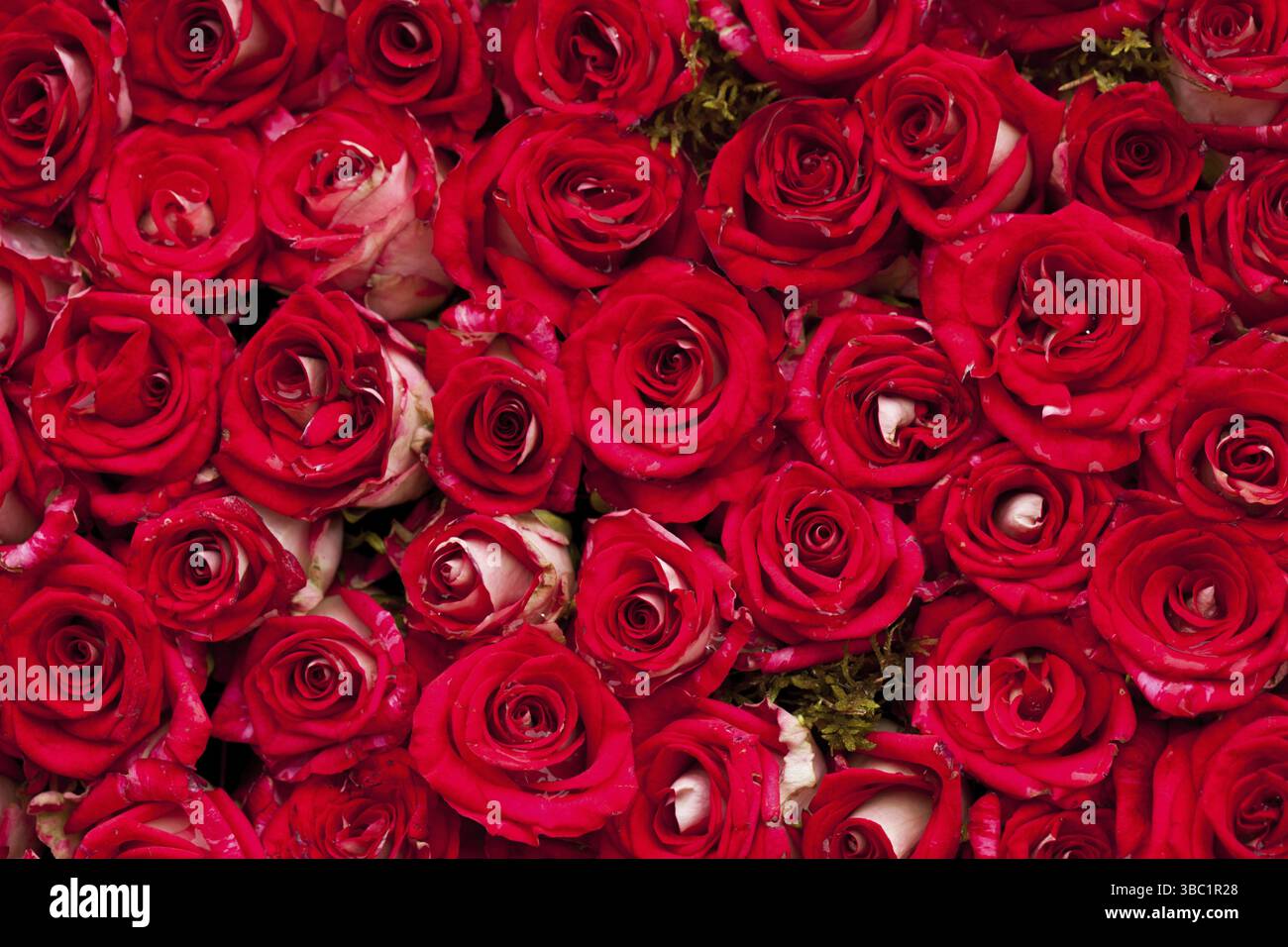 Red roses background, pattern for wedding design Stock Photo - Alamy