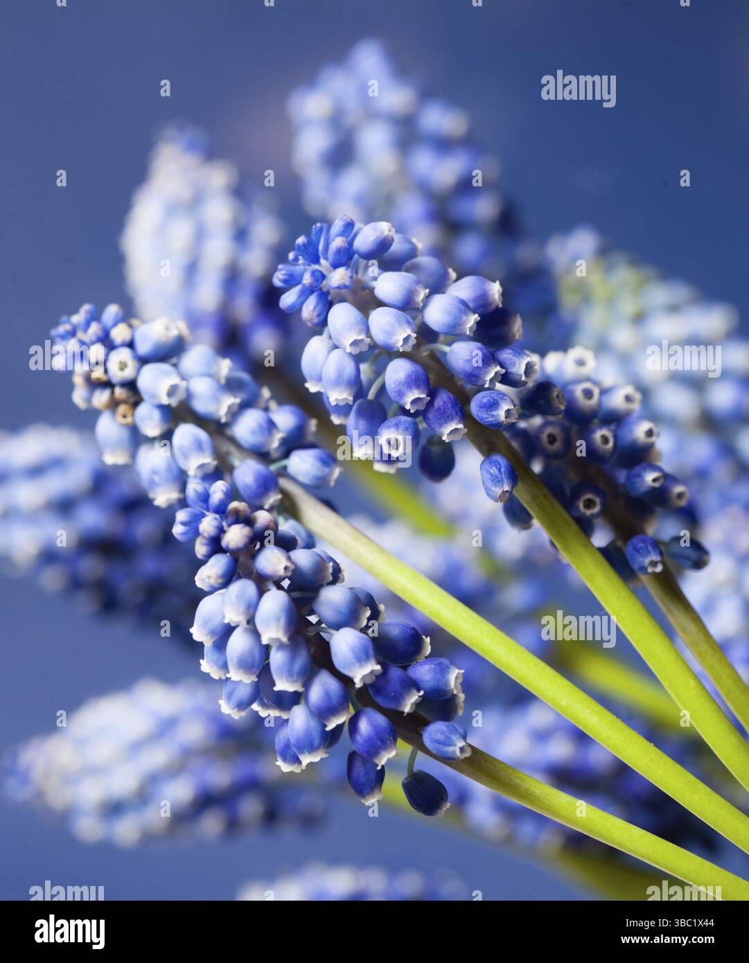 Muskari plants hi-res stock photography and images - Alamy