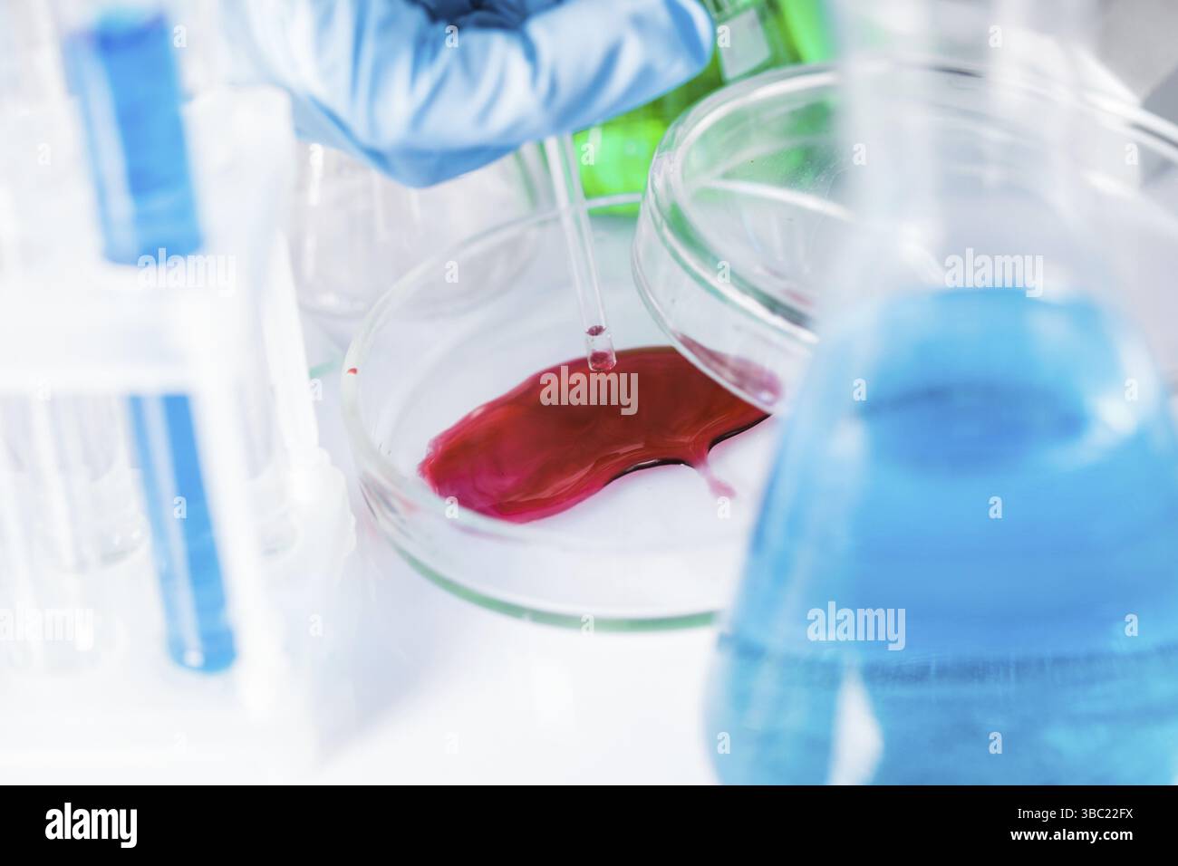 Scientist shows a diffusion in the Petri dish Stock Photo