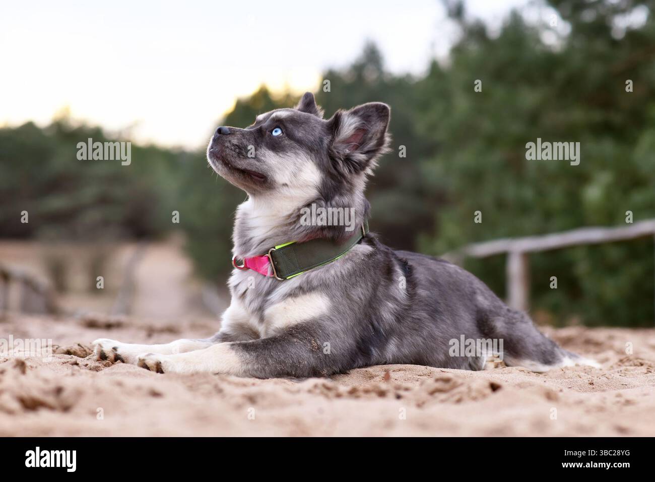 Cute French Bulldog x Siberian Husky dog mix with pink and black collar Stock Photo