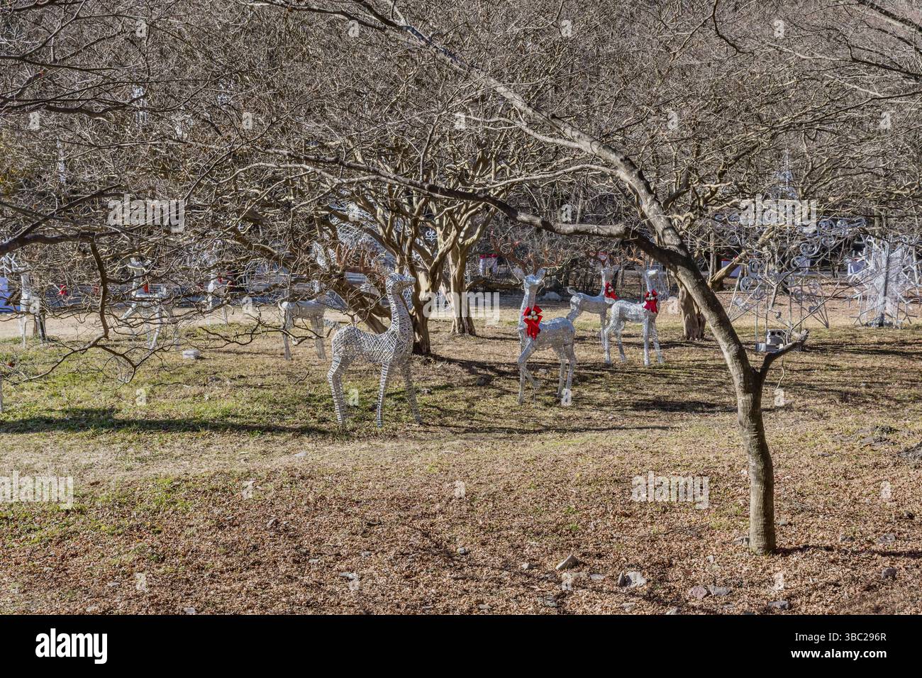 Sunchang-gun, South Korea. December 8, 2020: Deer of wire and Christmas lights under leafless trees at Naejangsa National Park Stock Photo