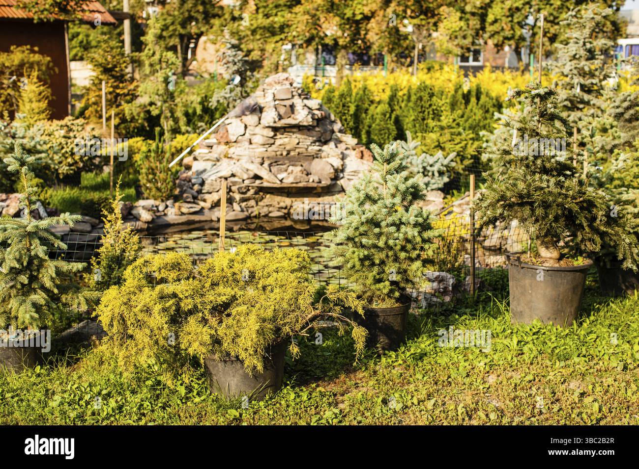 Various evergreen plants for landscaping and rockery Stock Photo - Alamy