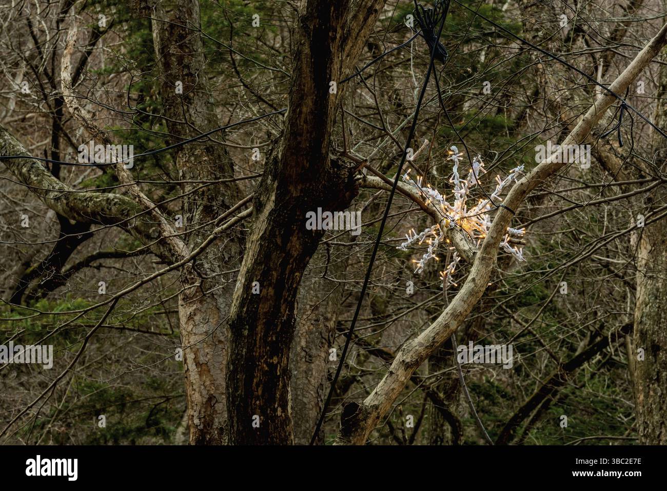 Sunchang-gun, South Korea. December 8, 2020: Christmas snowflake made of wire and lights in tree at Naejangsa National Park Stock Photo