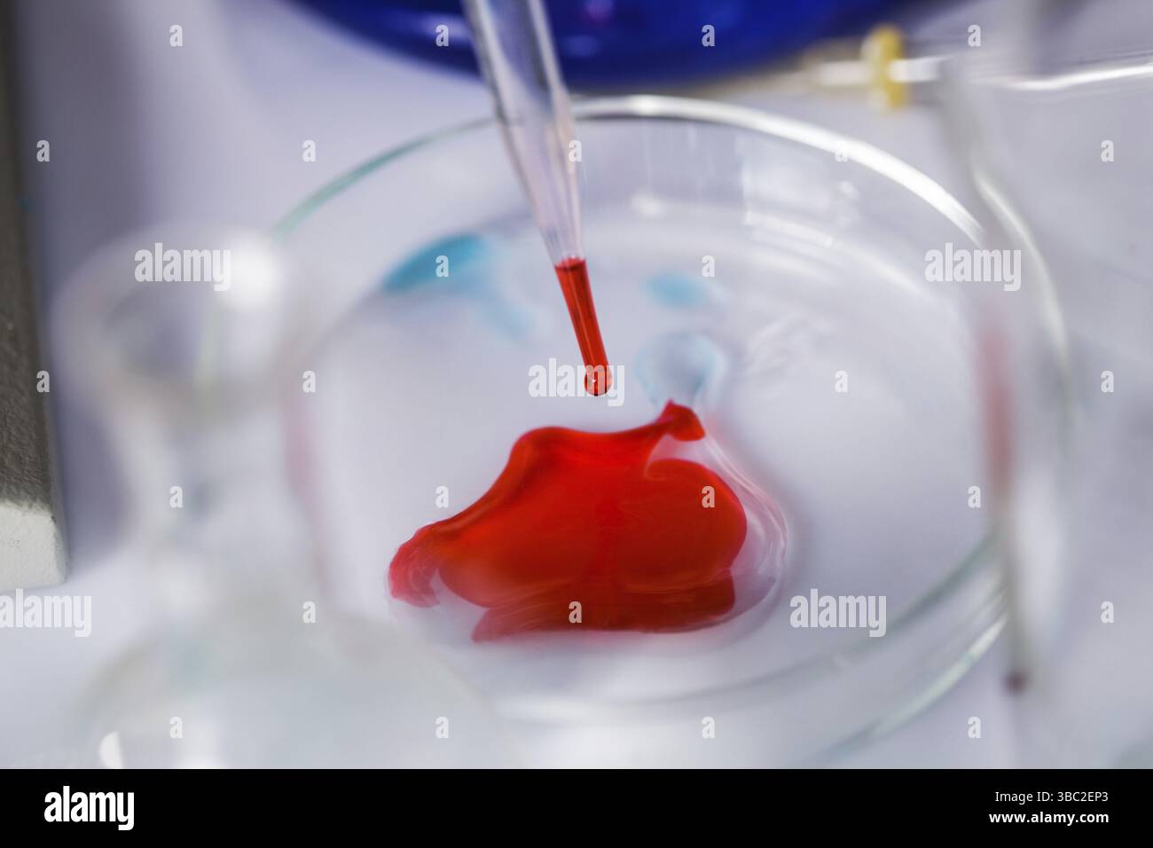 Scientist shows a diffusion in the Petri dish Stock Photo