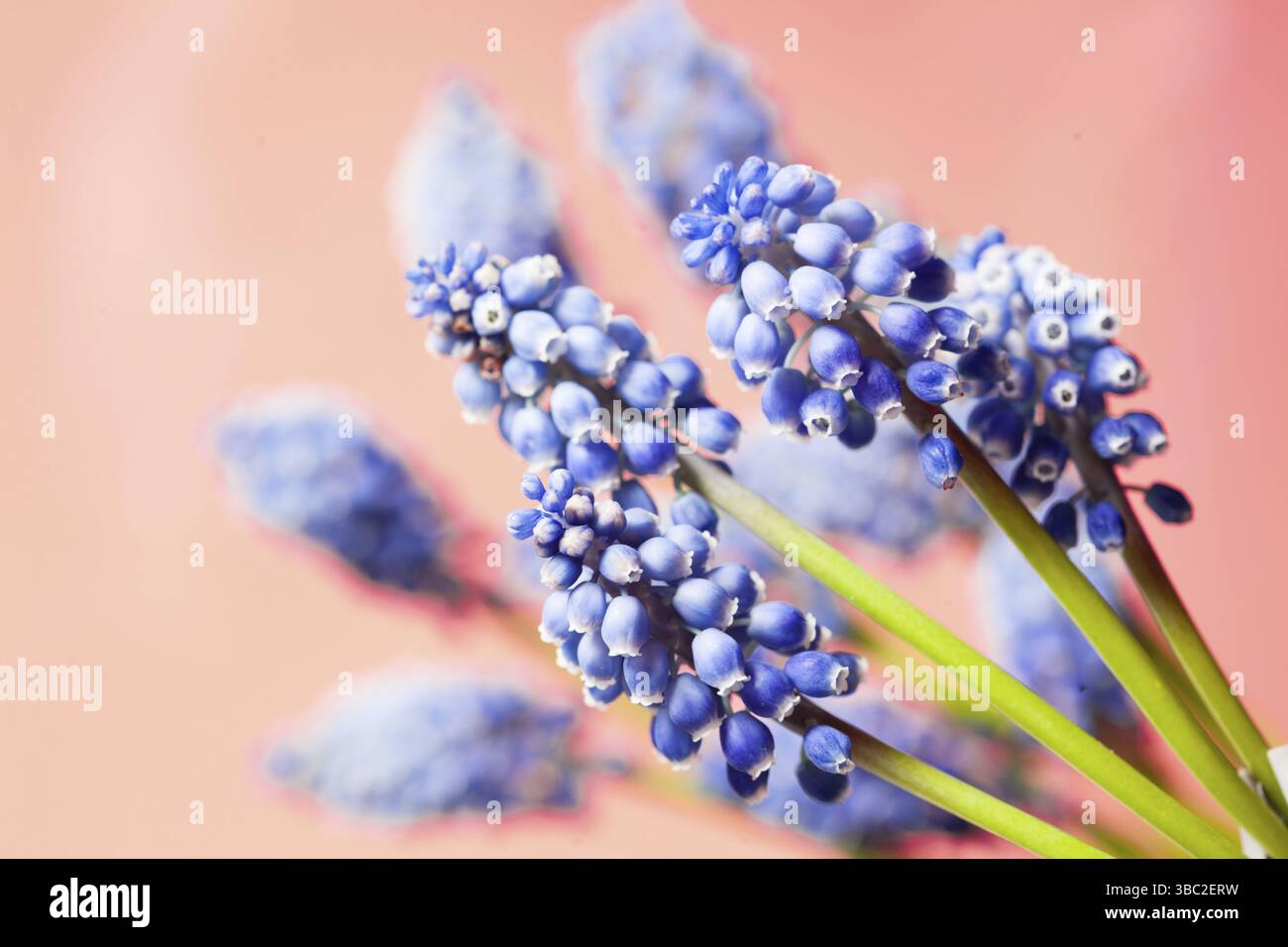 Muskari plant hi-res stock photography and images - Alamy