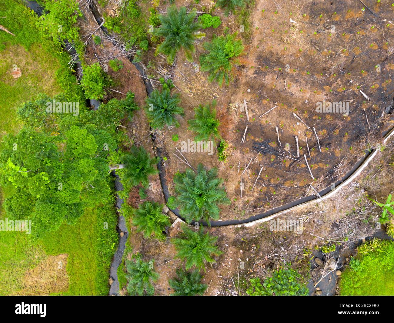 Aerial photo showing the contrast between natural green forest and ...