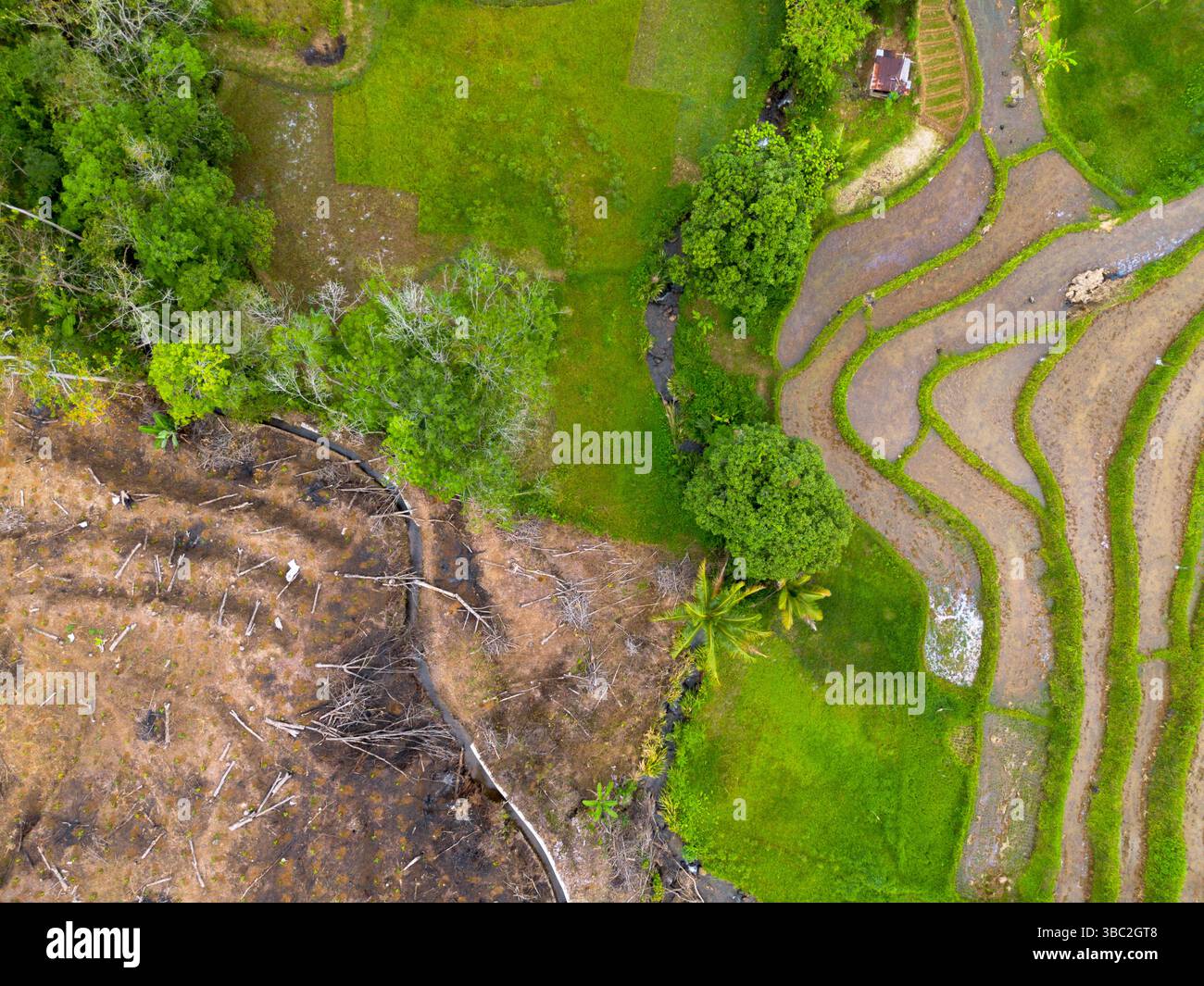 Aerial photo showing the contrast between natural green forest and ...