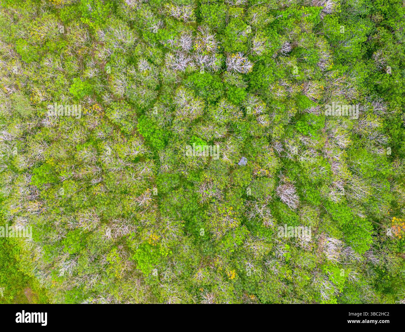 Aerial photo showing the contrast between natural green forest and ...