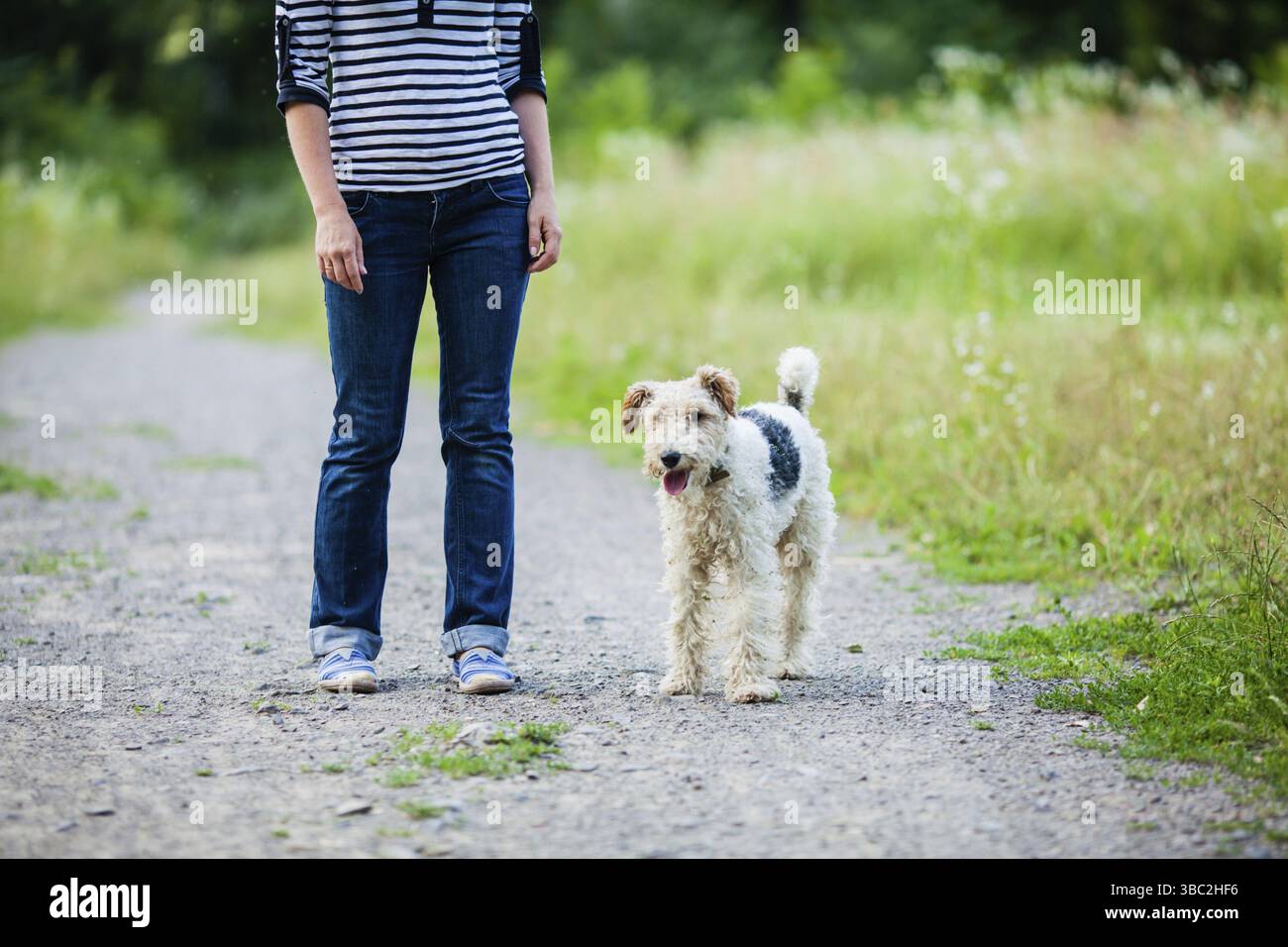 Dog fox terrier with woman along the pathway, following training Stock ...