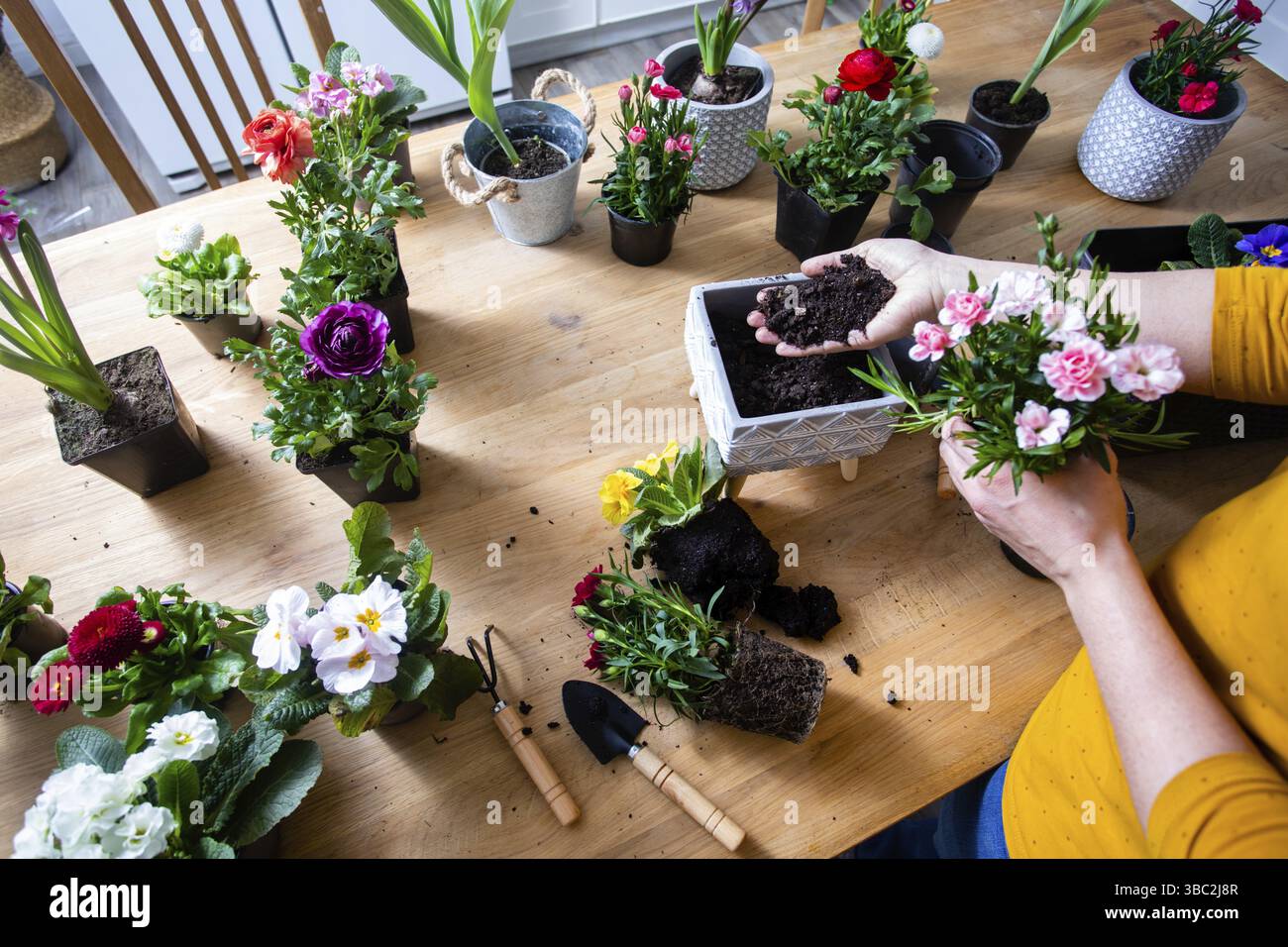 Female gardener is planting a flower in a pot. Various flowers in pots and tools on the kitchen table, close up hands Stock Photo