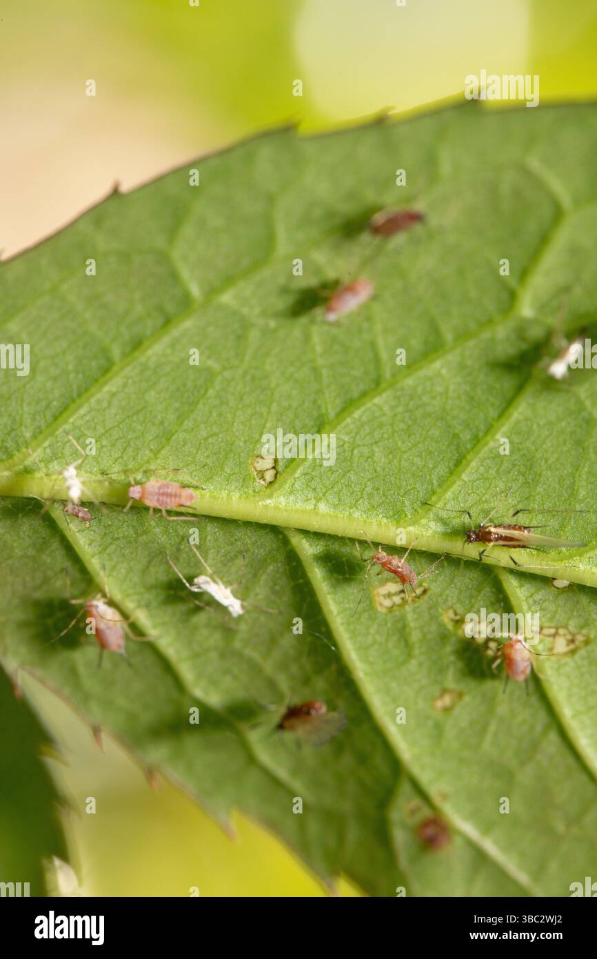 Insect pests of farm crops hi-res stock photography and images - Alamy
