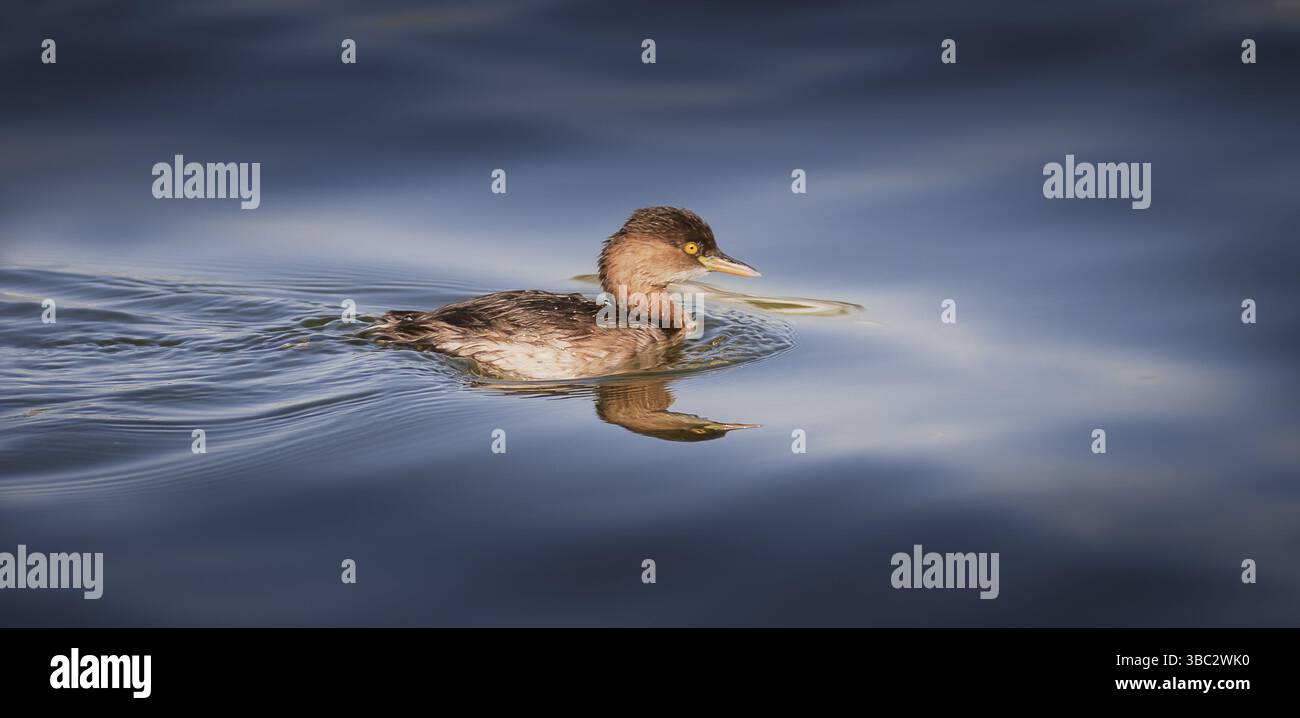 Female or juvenile Little grebe duck swimming in dark water with ripples and reflections. The bird has brown plumage, a crested head. Stock Photo