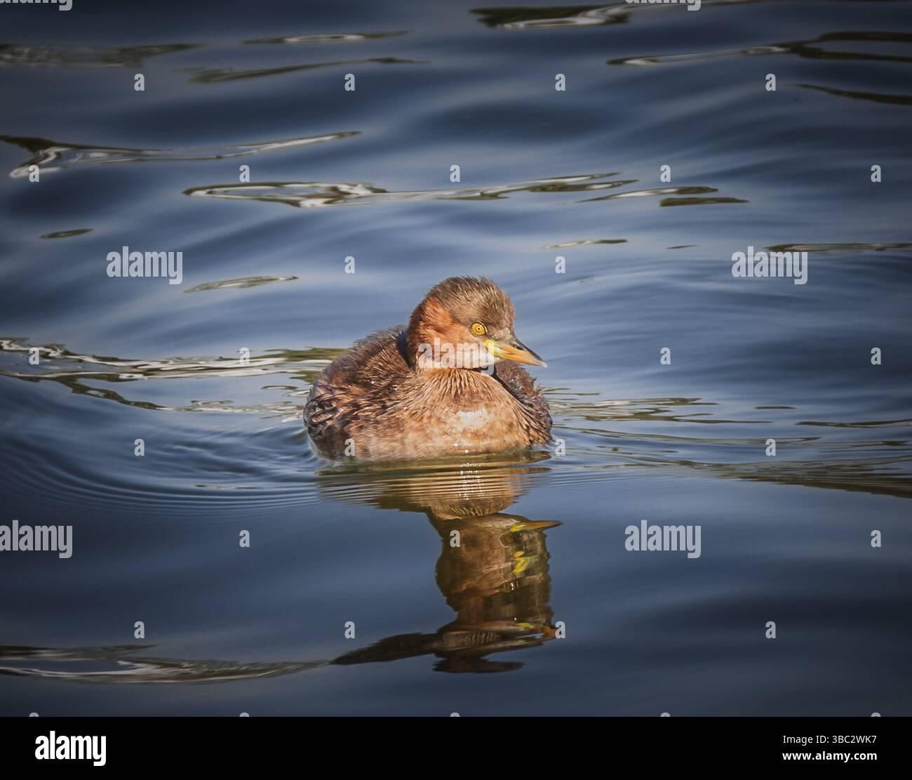 Female or juvenile Little grebe duck swimming in dark water with ripples and reflections. The bird has brown plumage, a crested head. Stock Photo