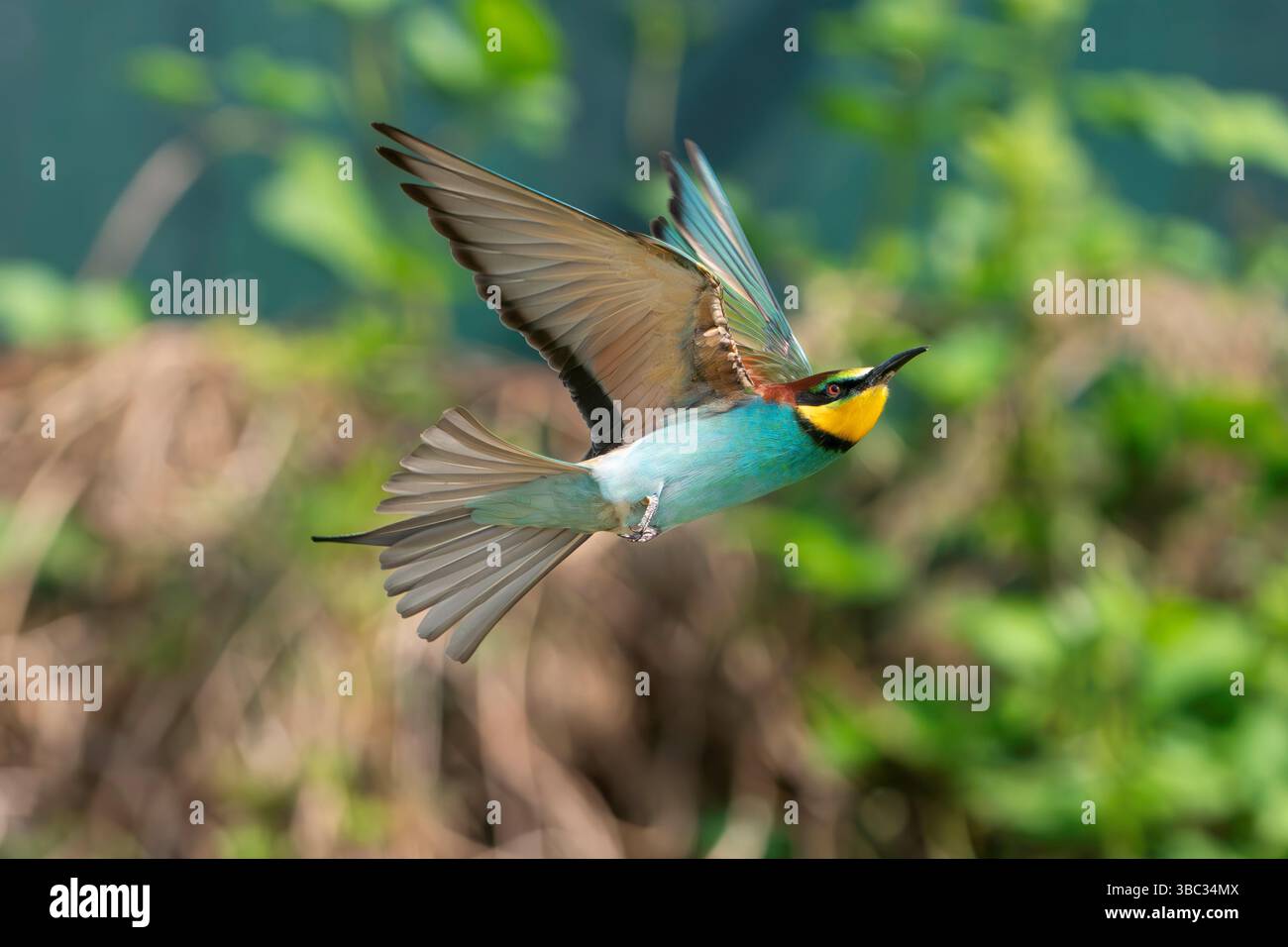 European bee-eater, Merops apiaster Stock Photo