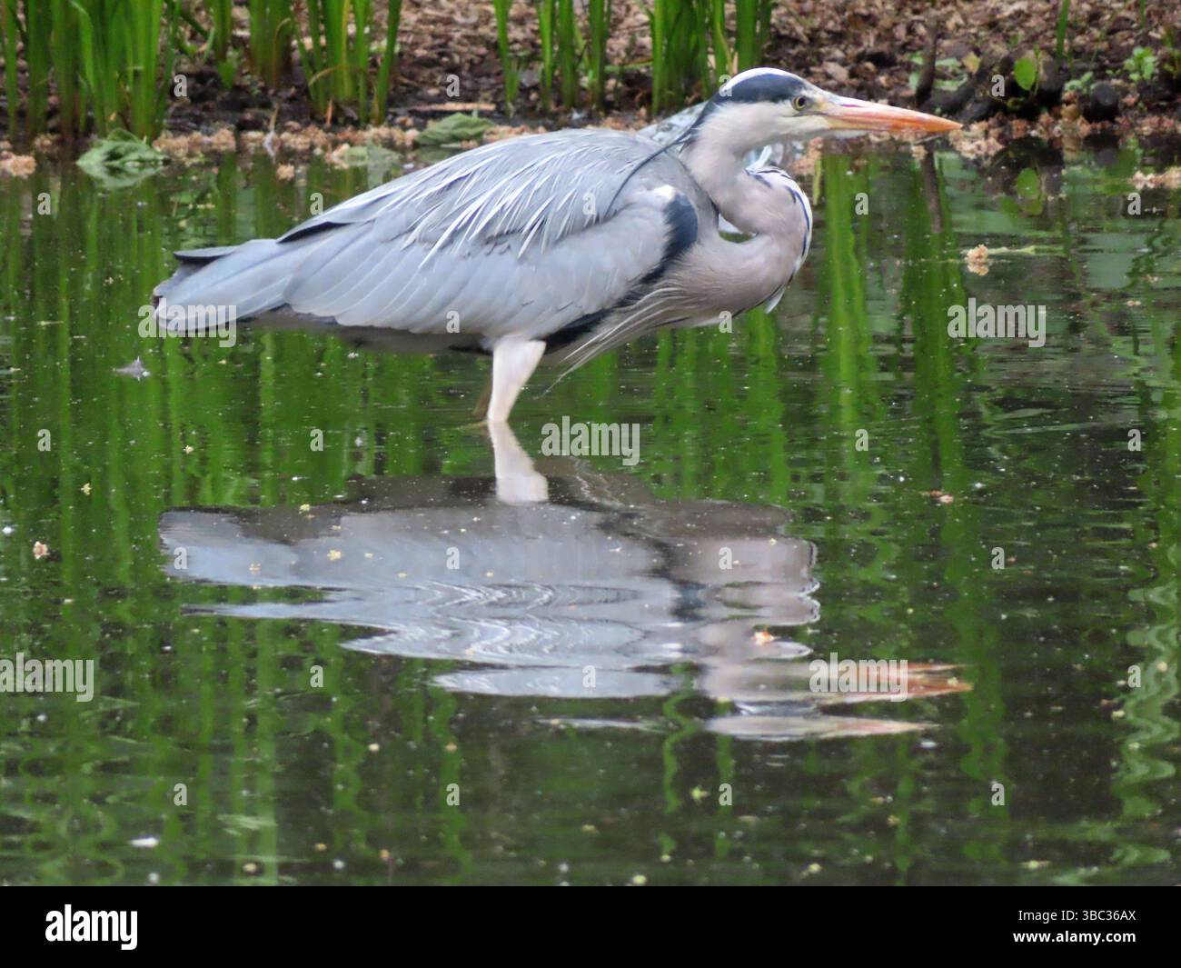 ...alles eine Frage des Timings - und ein Graureiher hat Geduld im Warten auf Beutetiere... Graureiher steht im Weiher *** Its all a question of timing and a gray heron has patience when waiting for prey Gray heron standing in the pond Stock Photo