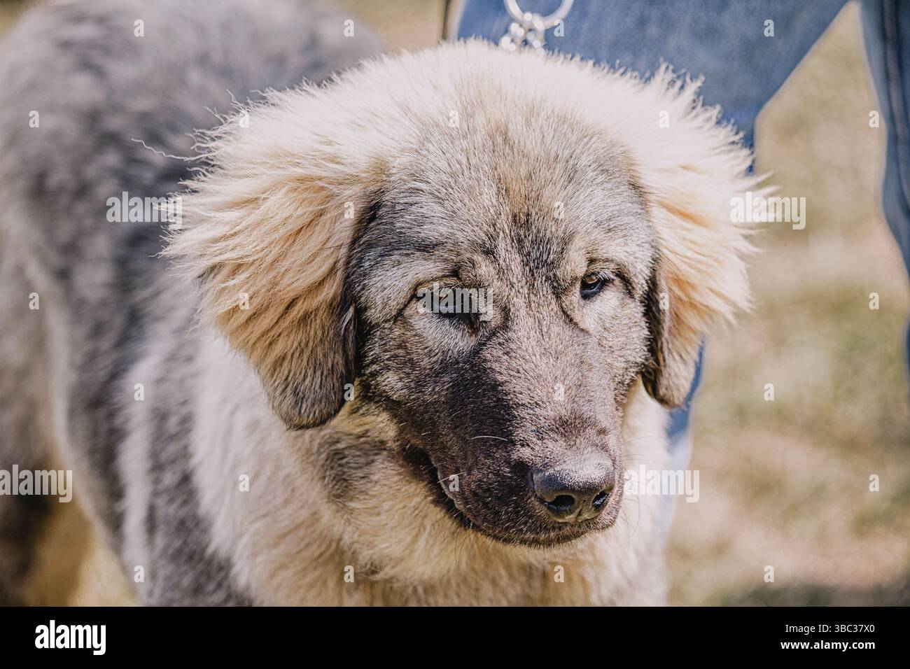 Imposing Looking Young Sarplaninac puppy standing on grass looking adorable, a breed ...