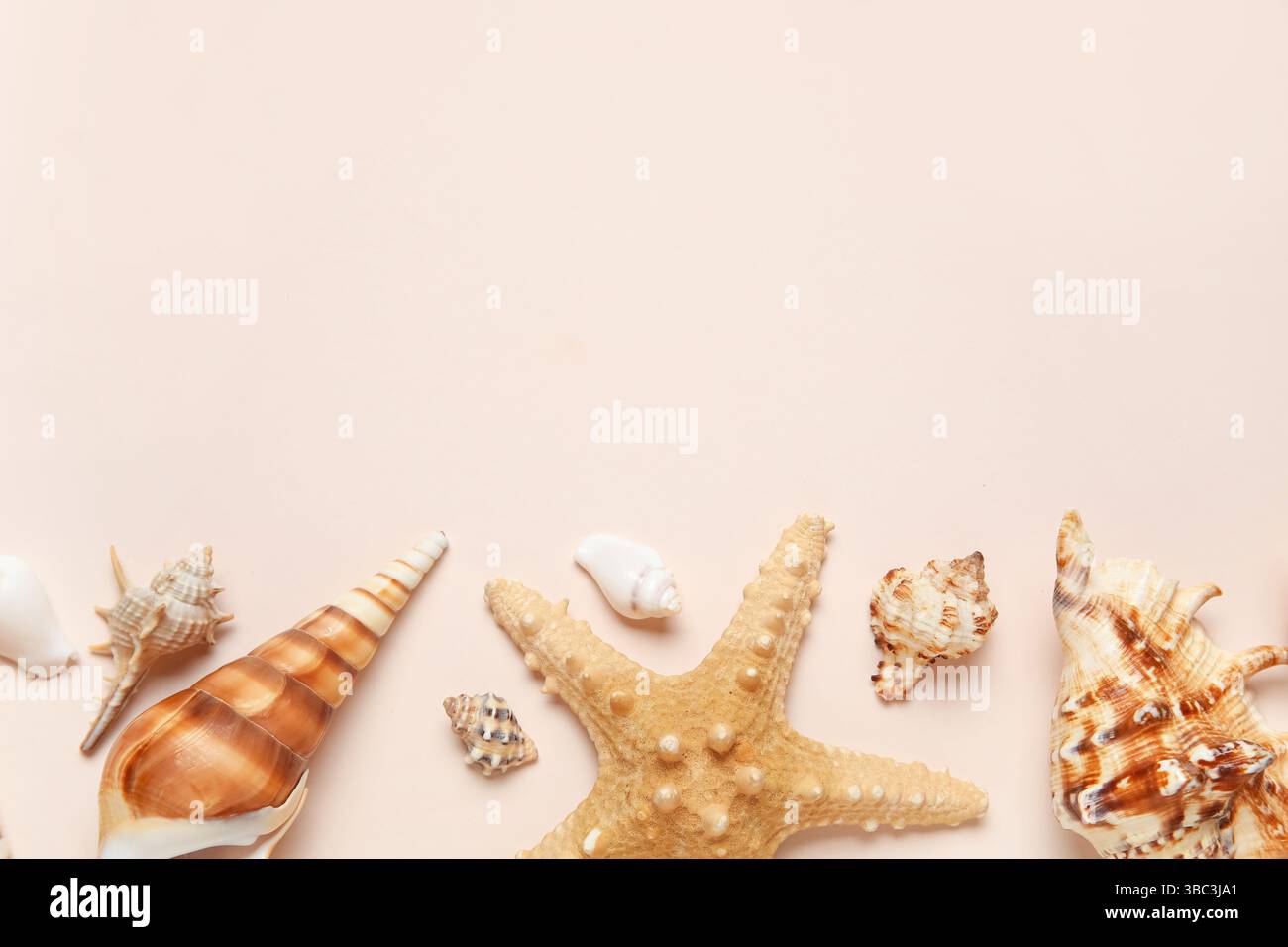Different seashells and starfish on white background Stock Photo