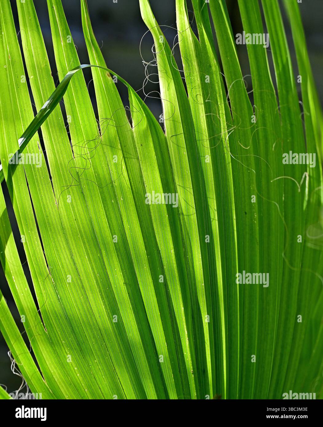 palm leaf with sunlight Stock Photo