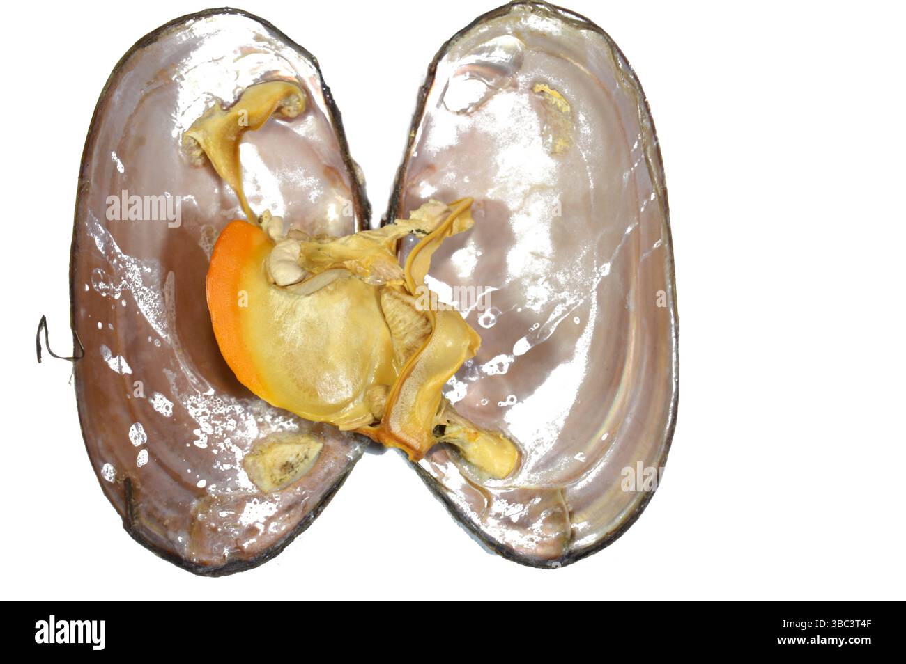 Boiled cooked Mussels, bivalve molluscs, from saltwater and freshwater ...