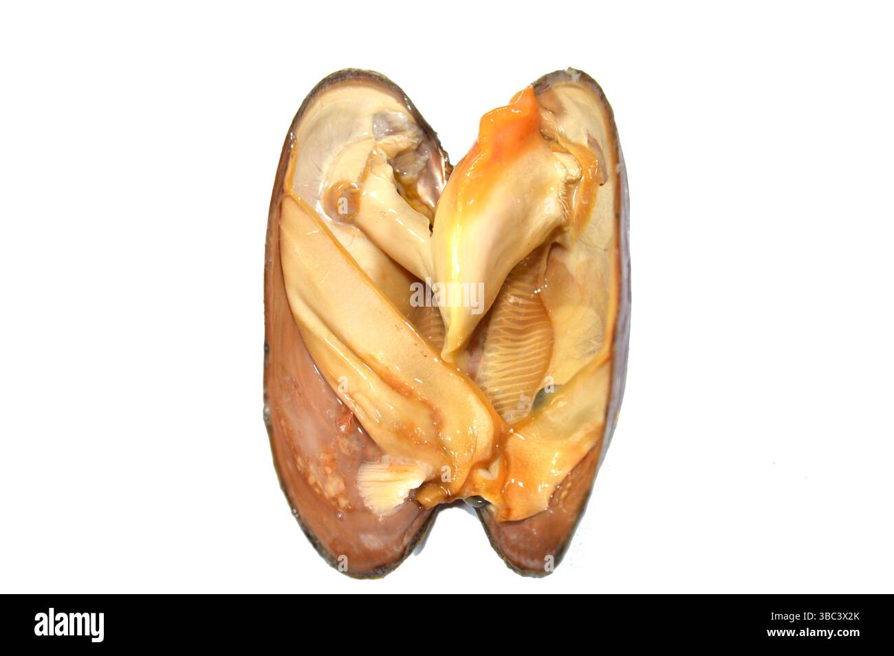 Raw Mussel, bivalve molluscs, from saltwater and freshwater habitats ...