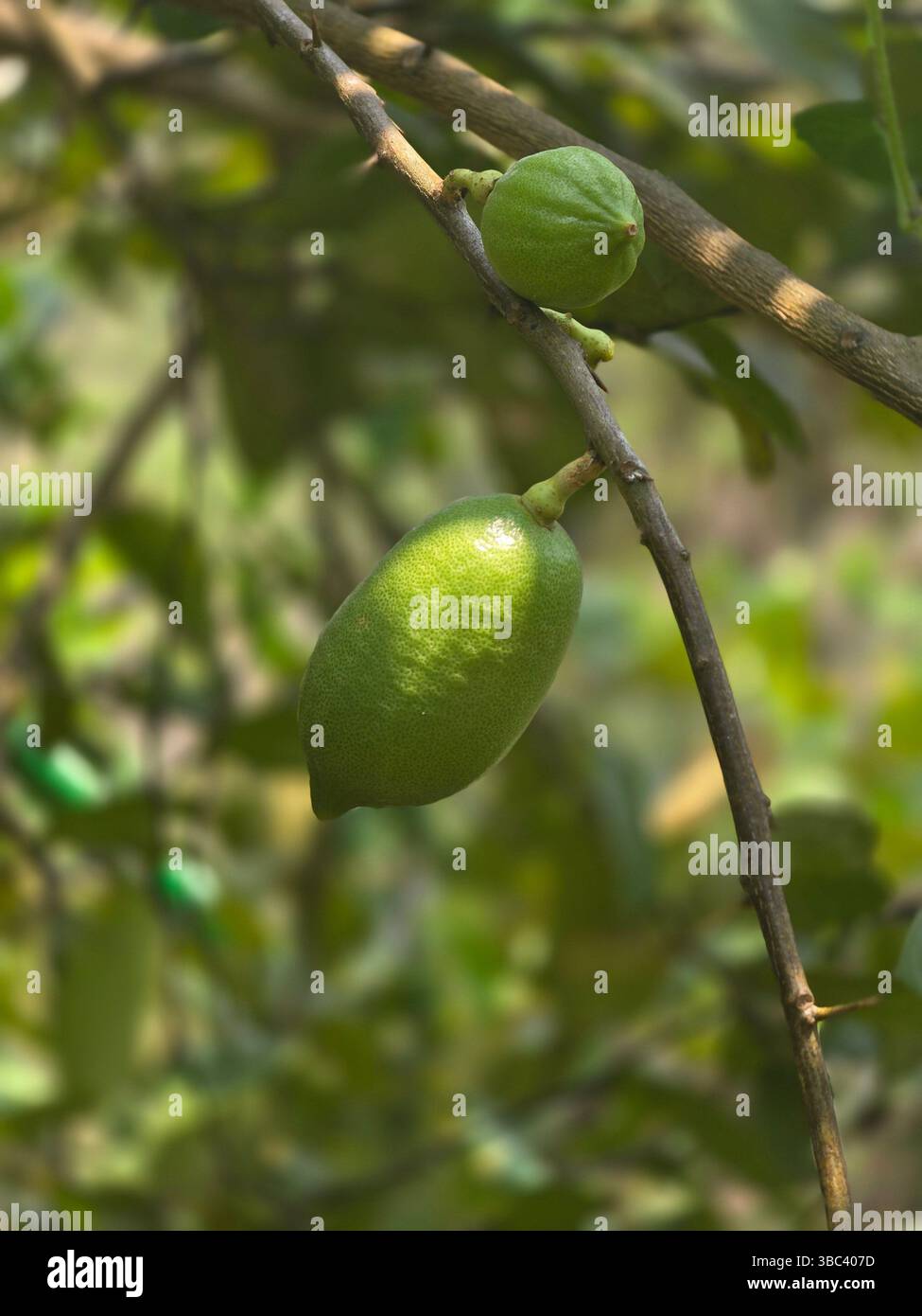 Unripe lemons growing on a tree branch in a garden setting - Smartphone Captured Stock Image