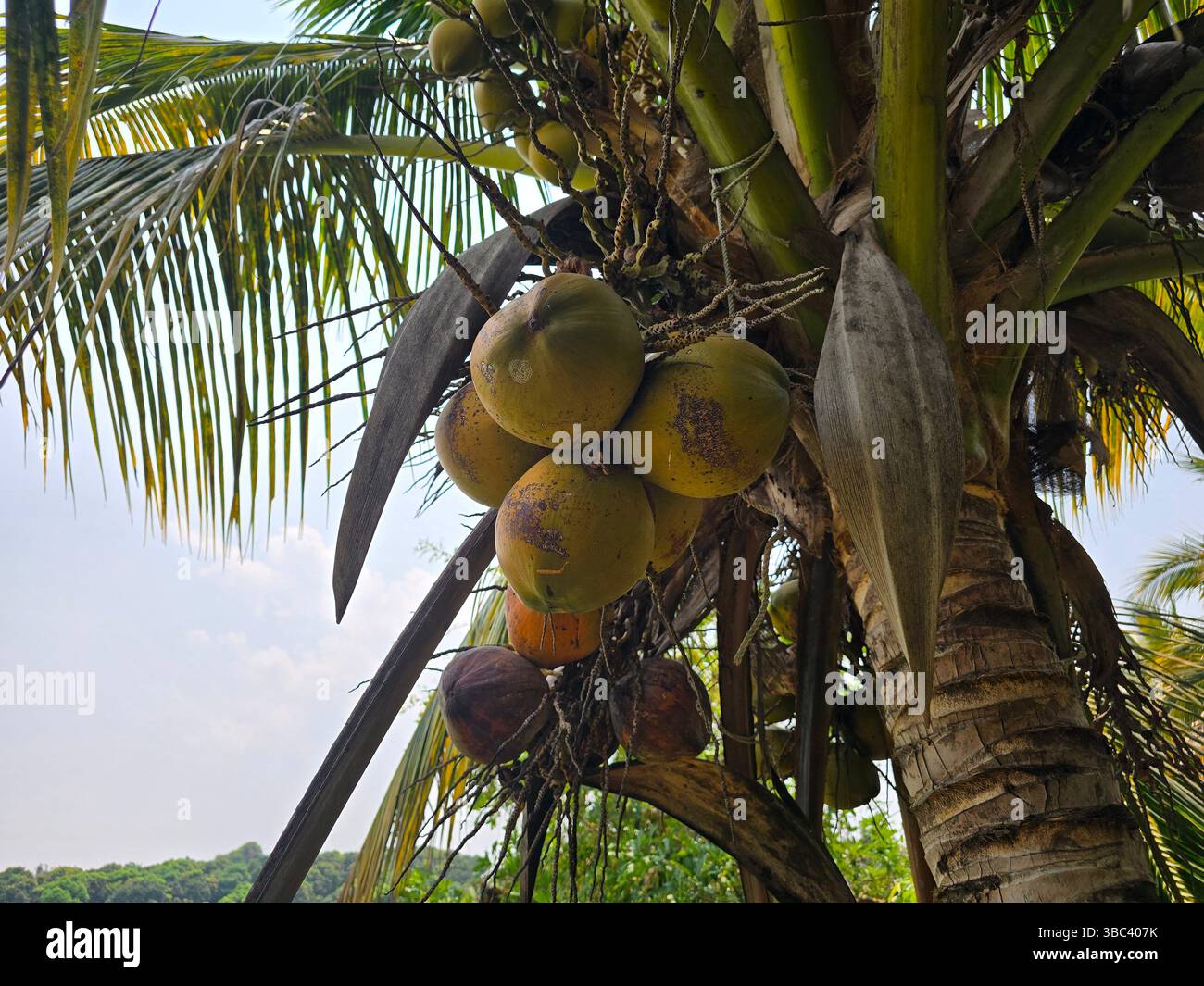 Coconuts growing on a palm tree with a view of the sky and distant greenery - Smartphone Captured Stock Image Coconuts growing on a palm tree with a view of the sky and distant greenery - Smartphone Captured Stock Image