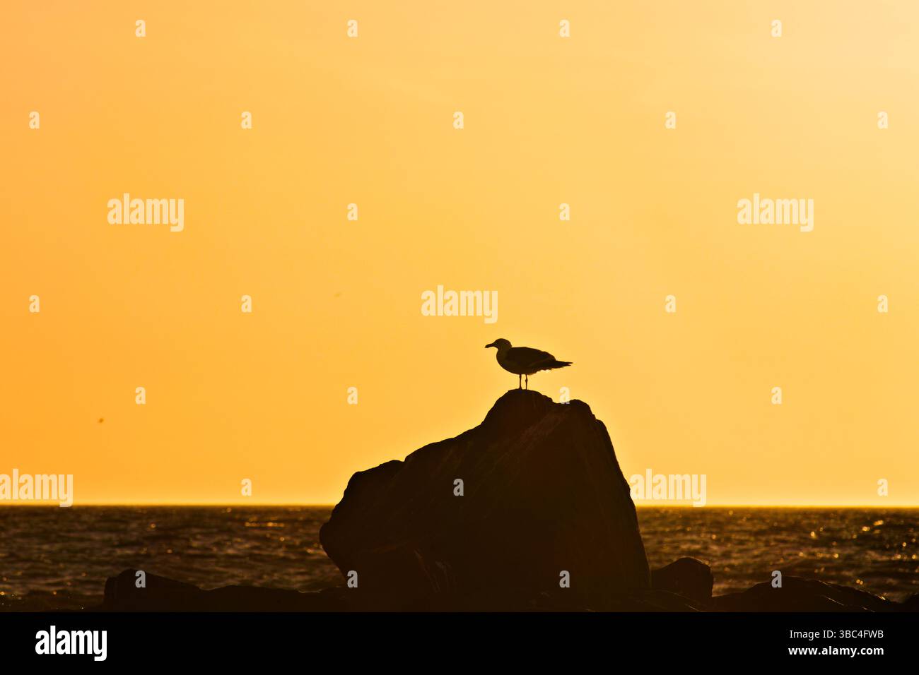 Seagull resting on a rock Stock Photo