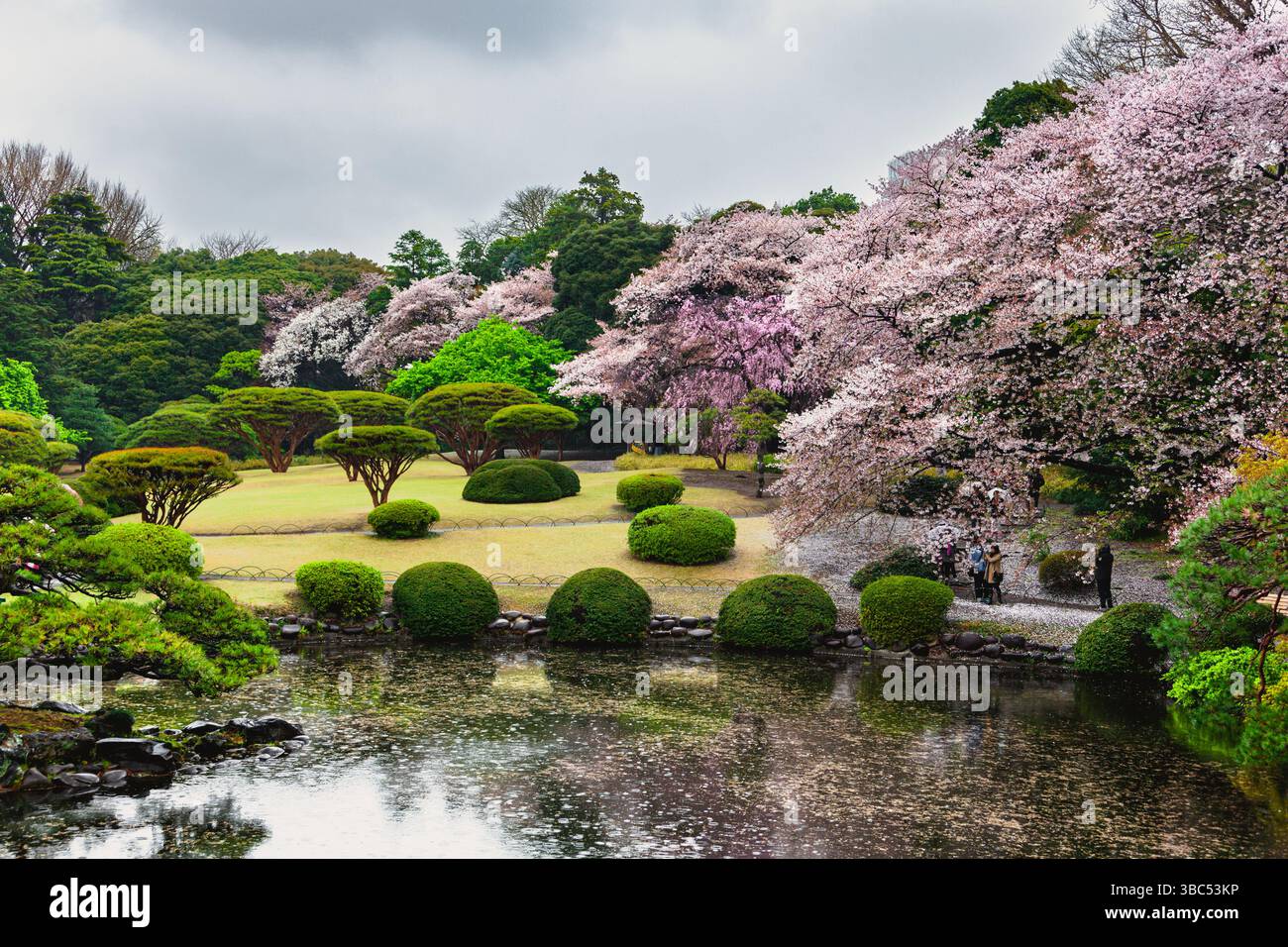 Pond and cherry blossom trees in Tokyo Shinjuku Gyoen National Garden ...