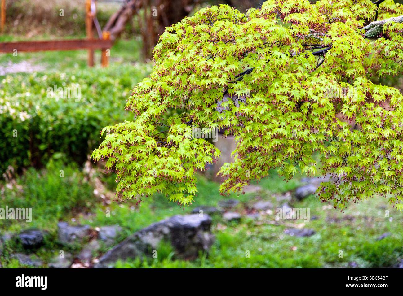 Japanese maple park hi-res stock photography and images - Alamy