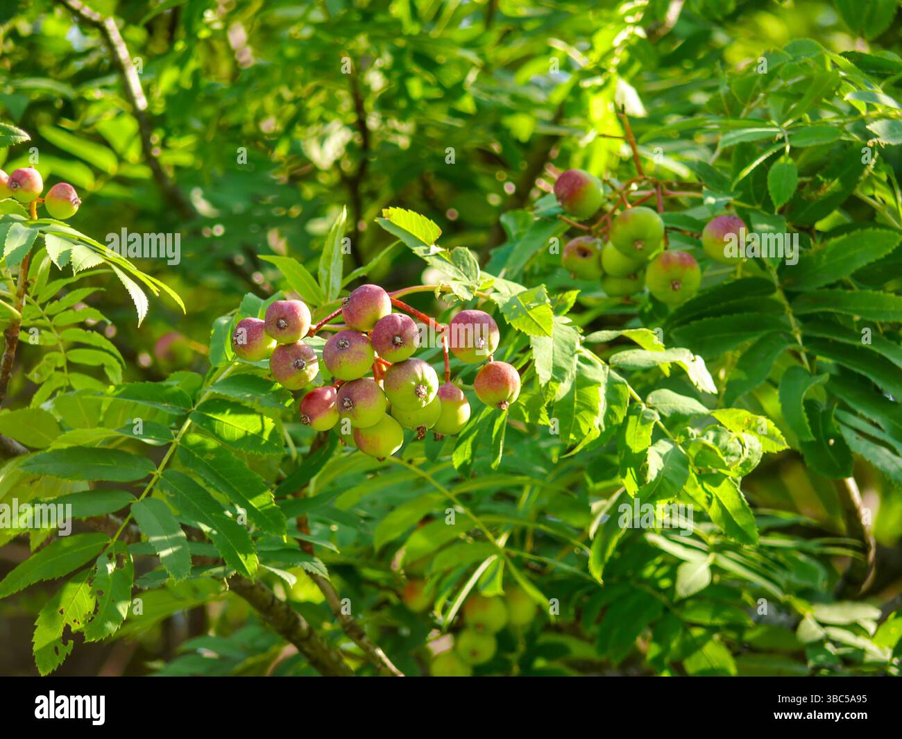 Cormus hi-res stock photography and images - Alamy