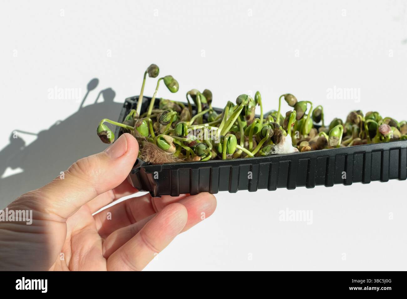 Fungal mold microgreen. Improper germination. Sample bad condition of ...