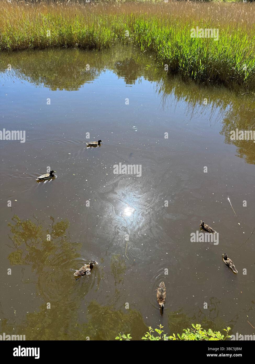 Ducks and sun reflected in water at Yarrow Valley Country Park in Chorley, Lancashire - Smartphone Captured Stock Image